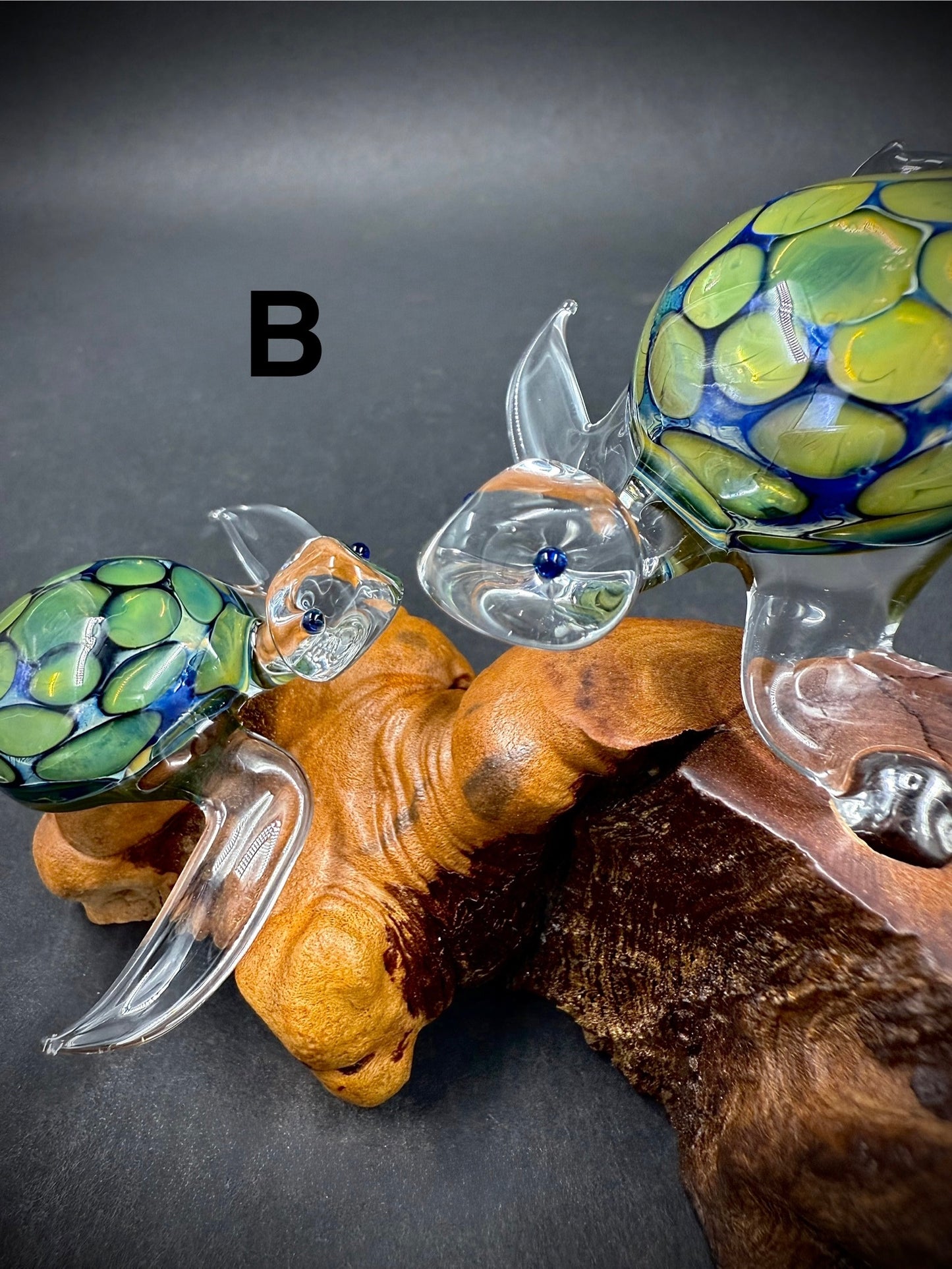 Exotic Sea Turtle Pair