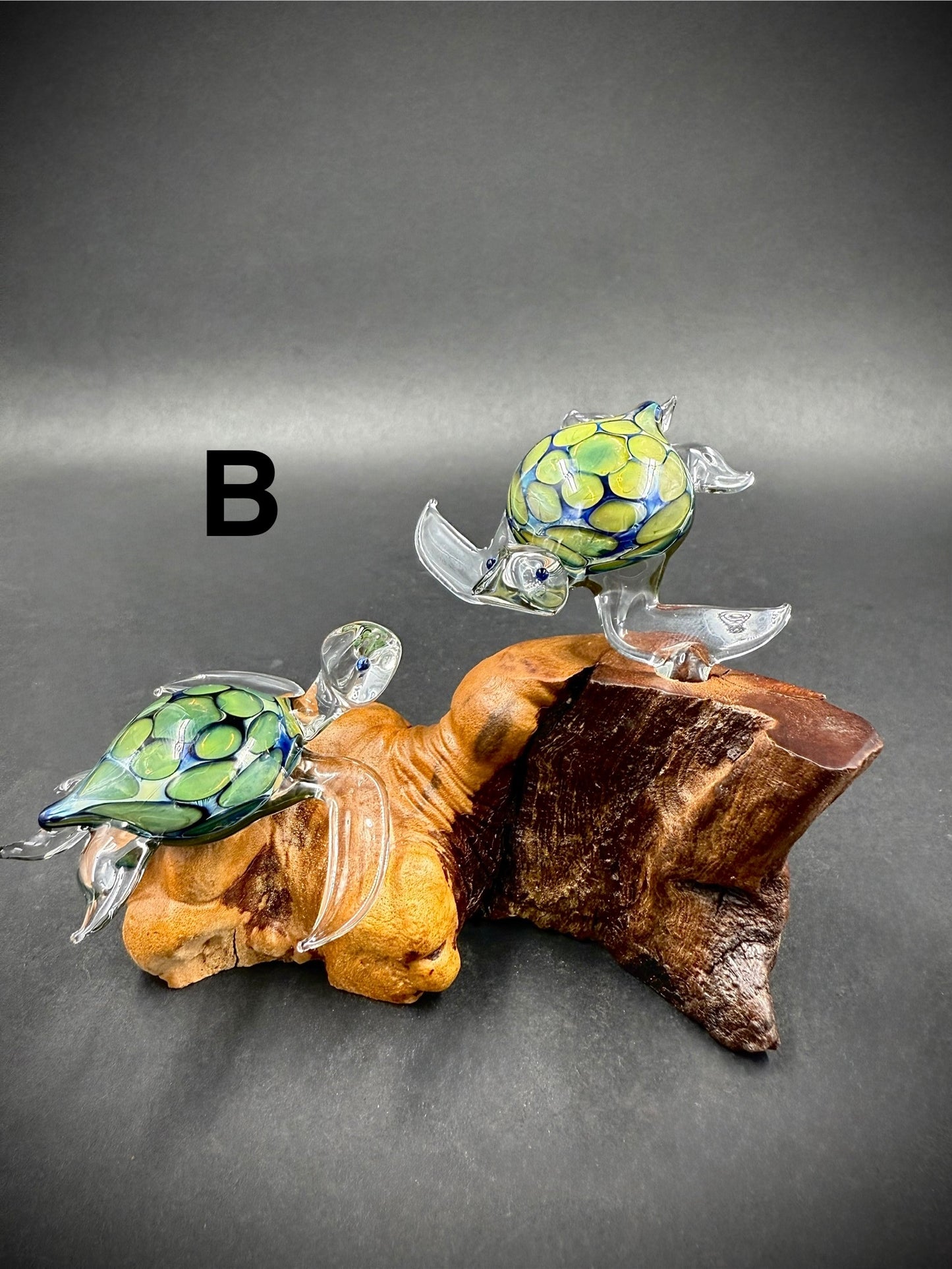 Exotic Sea Turtle Pair
