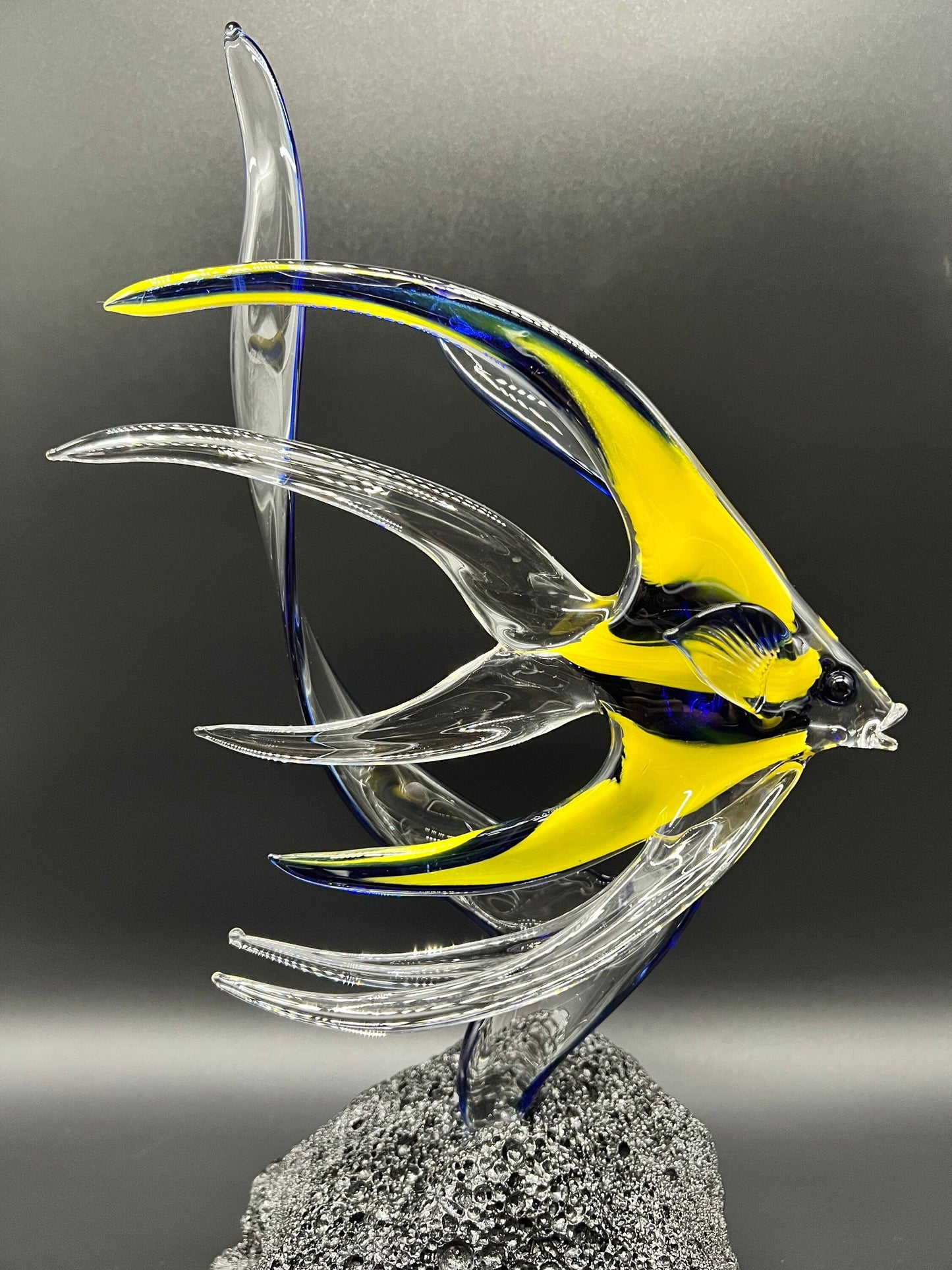 Angelfish in seaweed-4