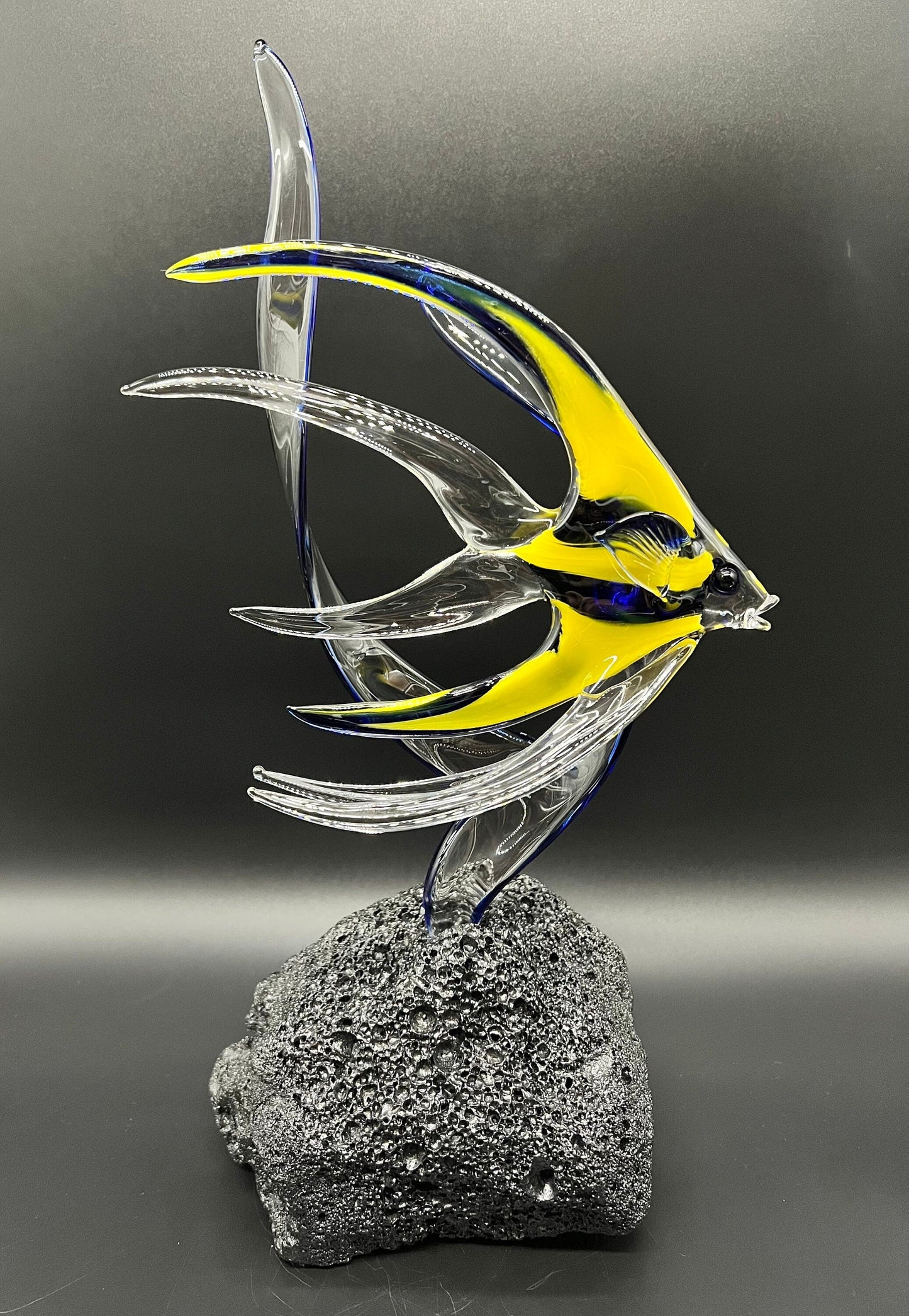 Angelfish in seaweed-4