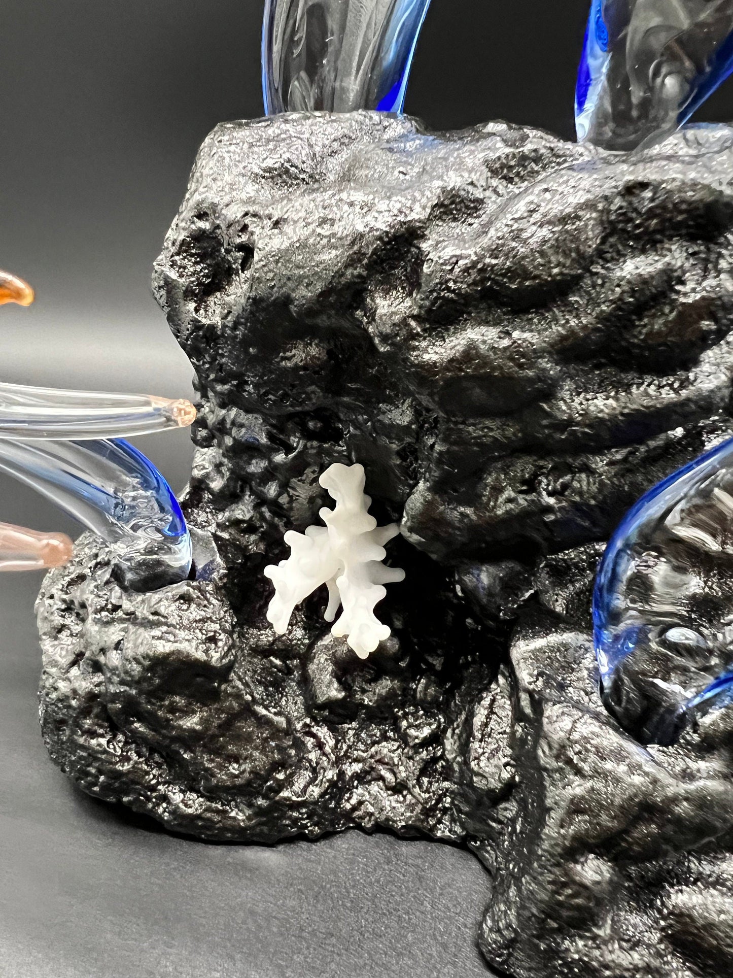 Maui Sunset Angelfish