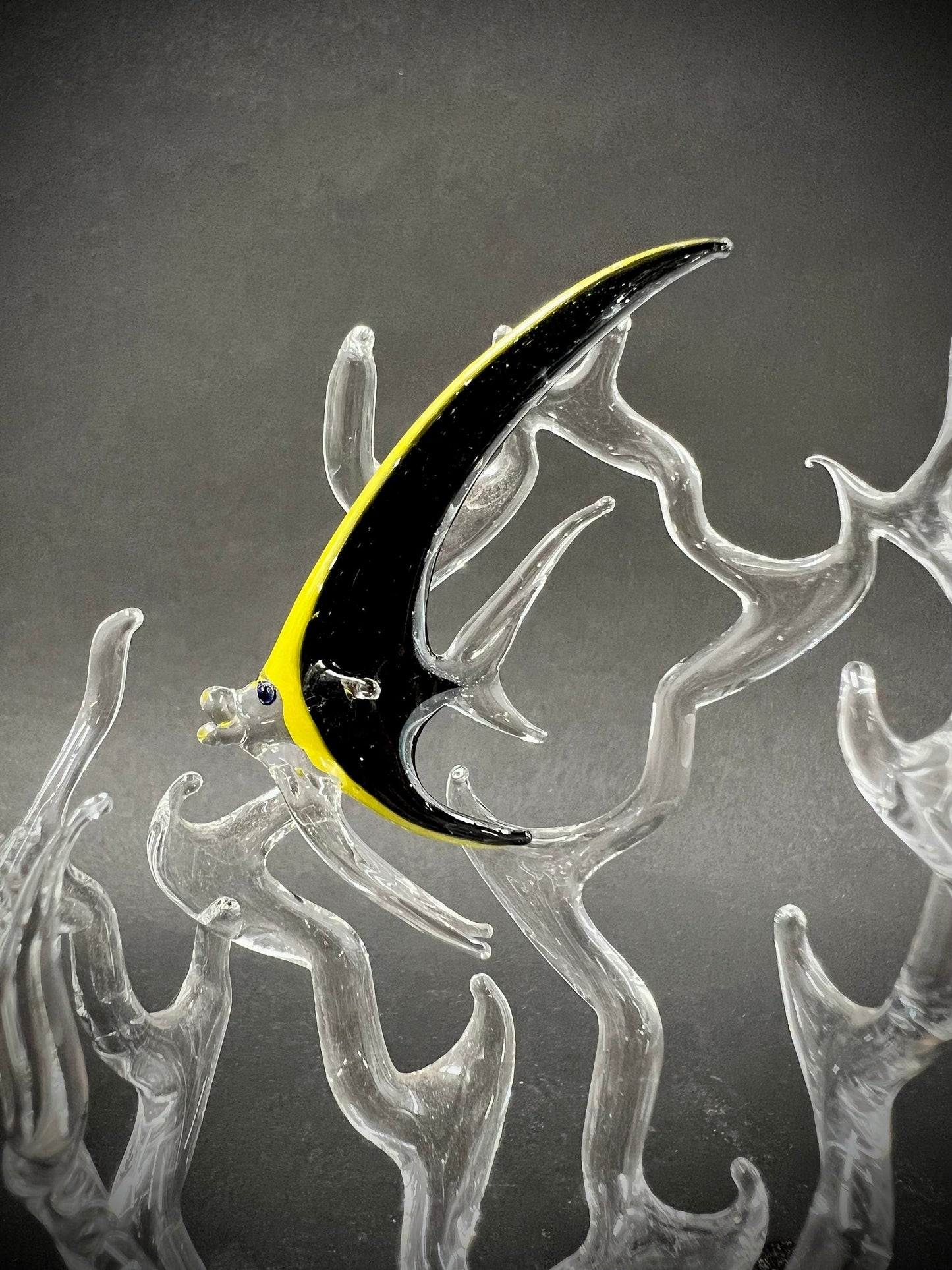 Mini Angelfish in a coral glass sculpture
