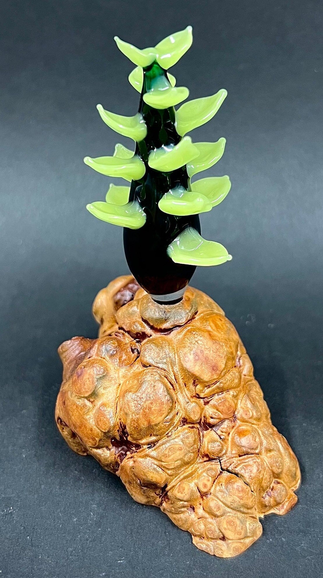 Light Green Glass Succulent on Manzanita Burl *cfl light reactive color*