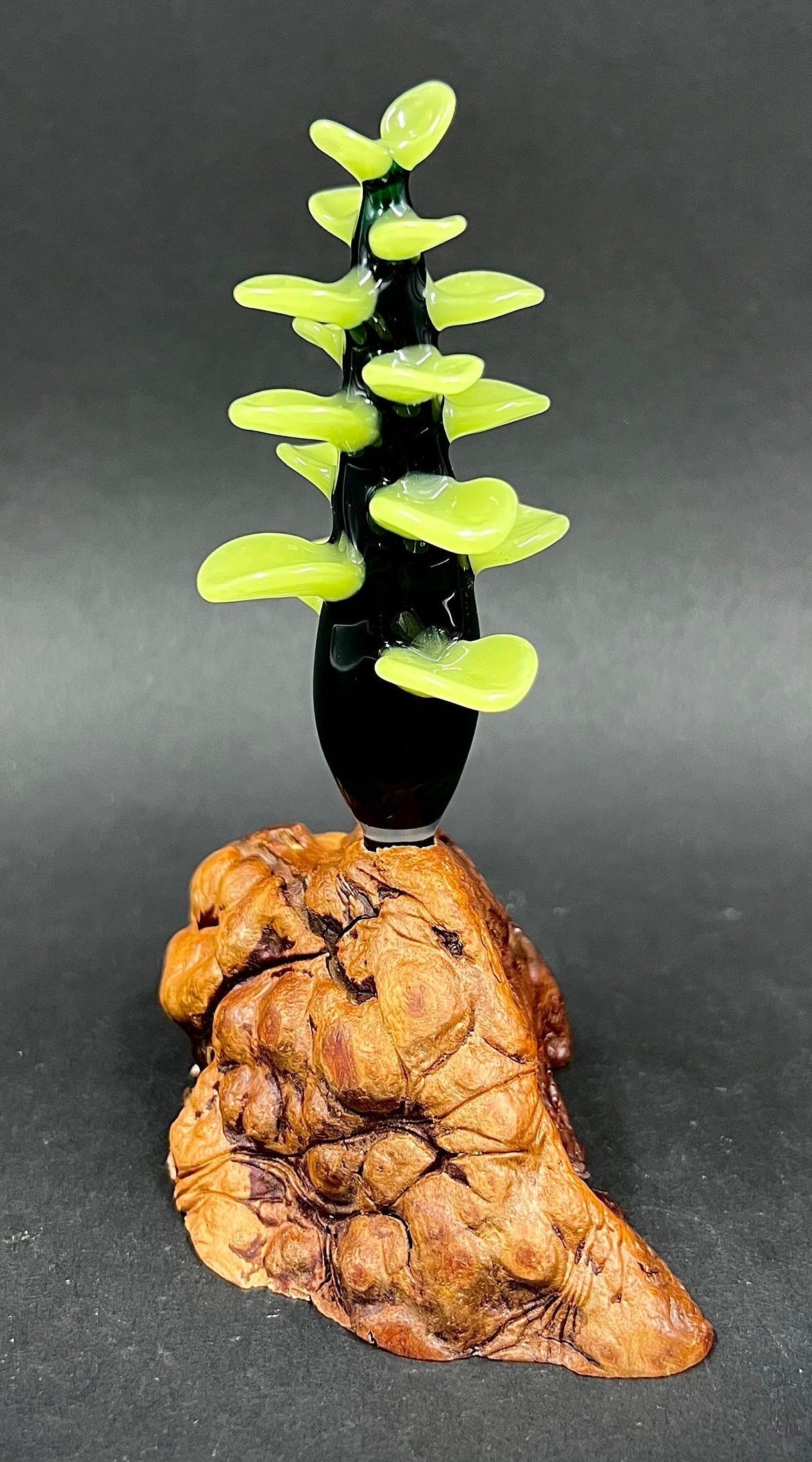 Light Green Glass Succulent on Manzanita Burl *cfl light reactive color*-1