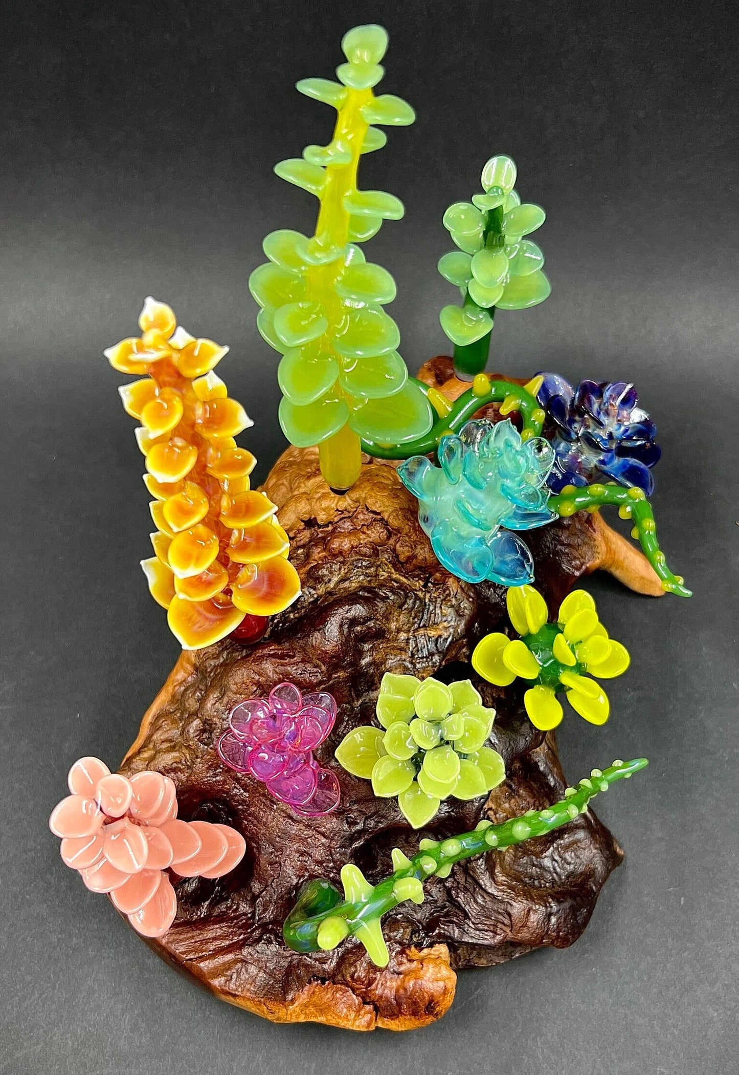 Large Glass Succulent garden on Manzanita Burl