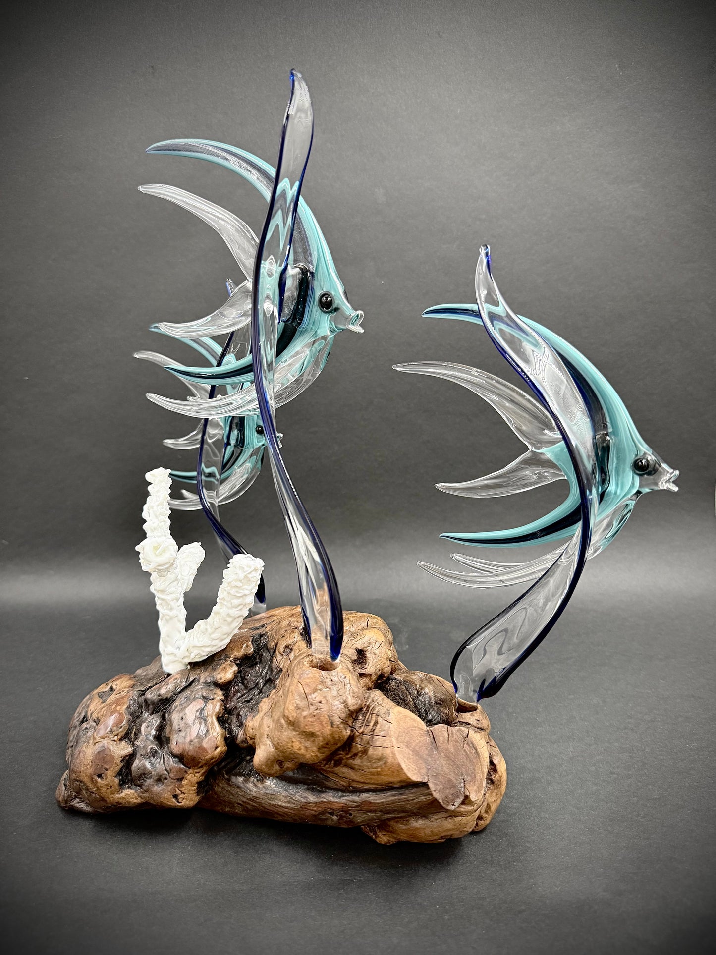 Triple Aqua Angelfish