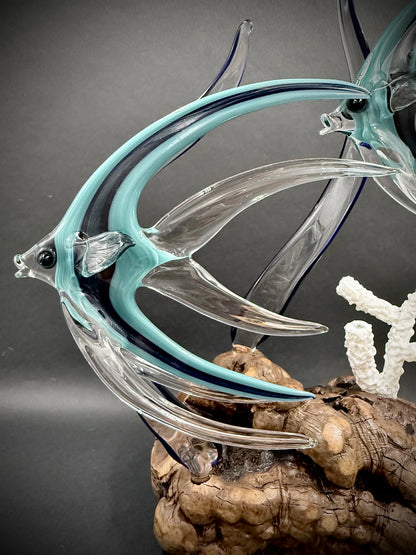 Triple Aqua Angelfish