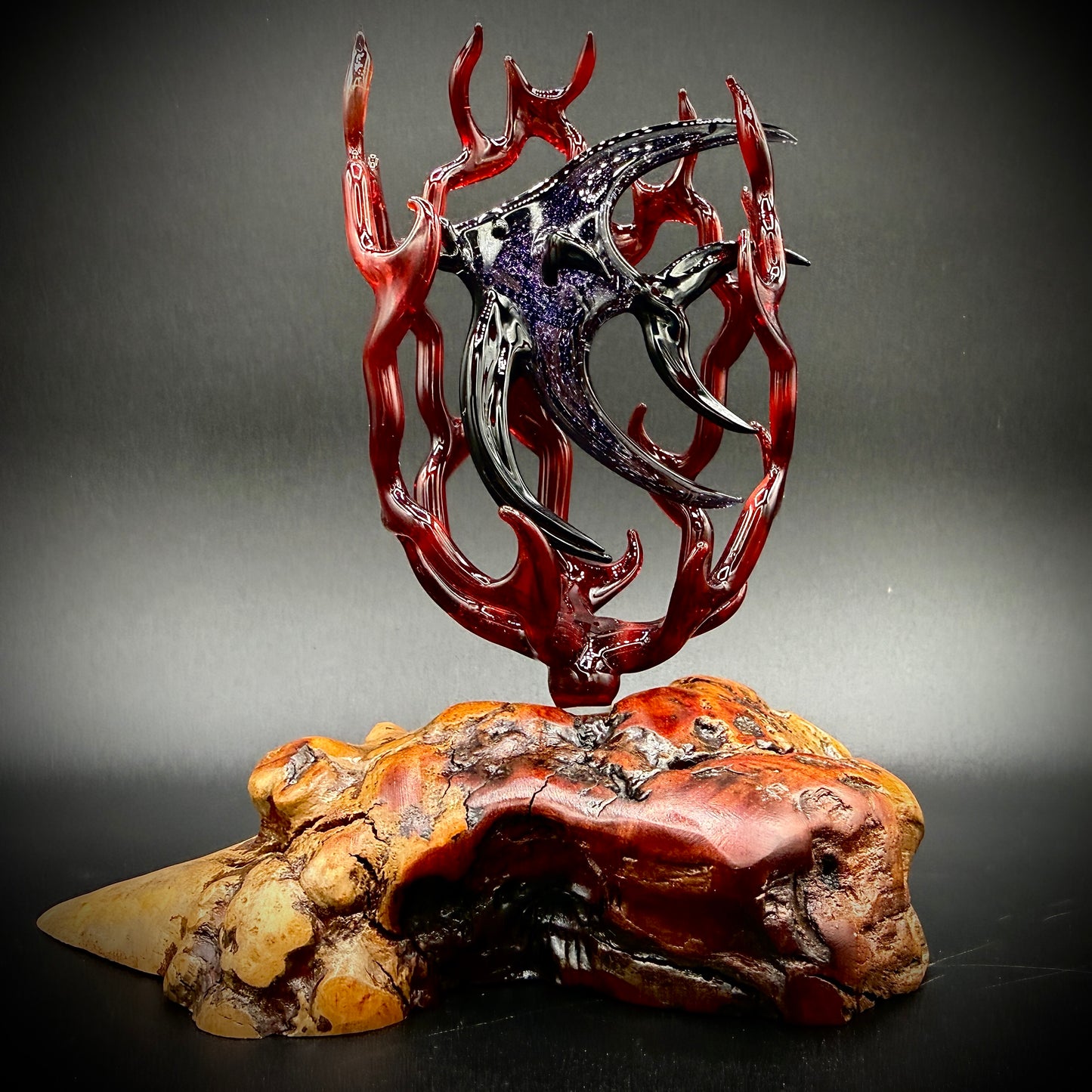 Dichroic Angelfish in Fire Coral