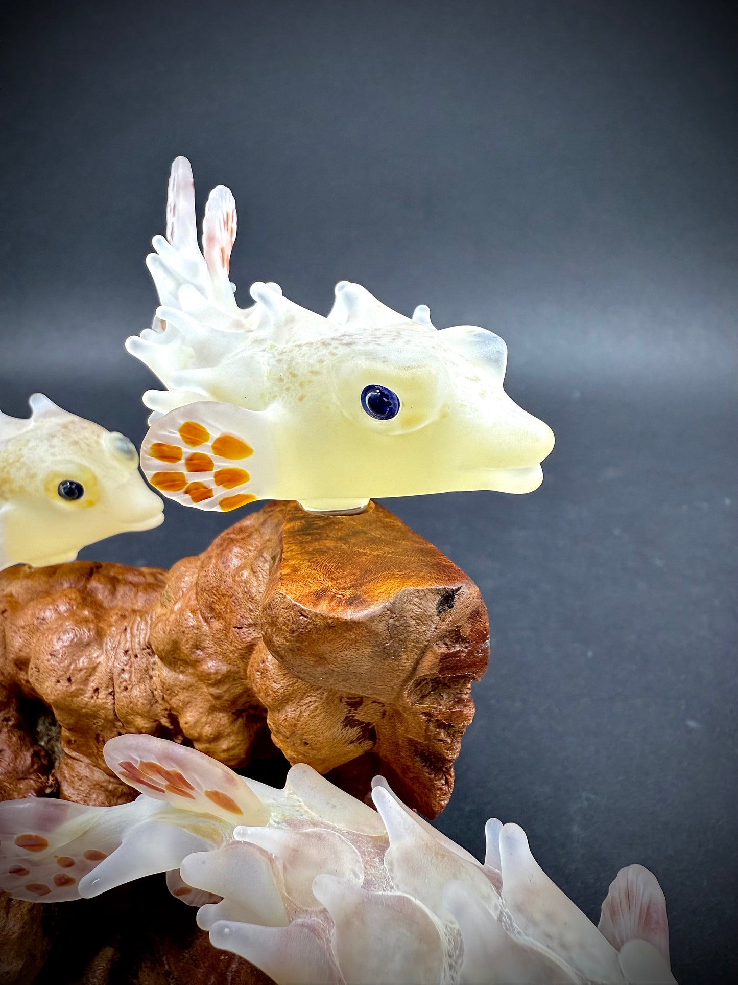 A School of Maui Pufferfish