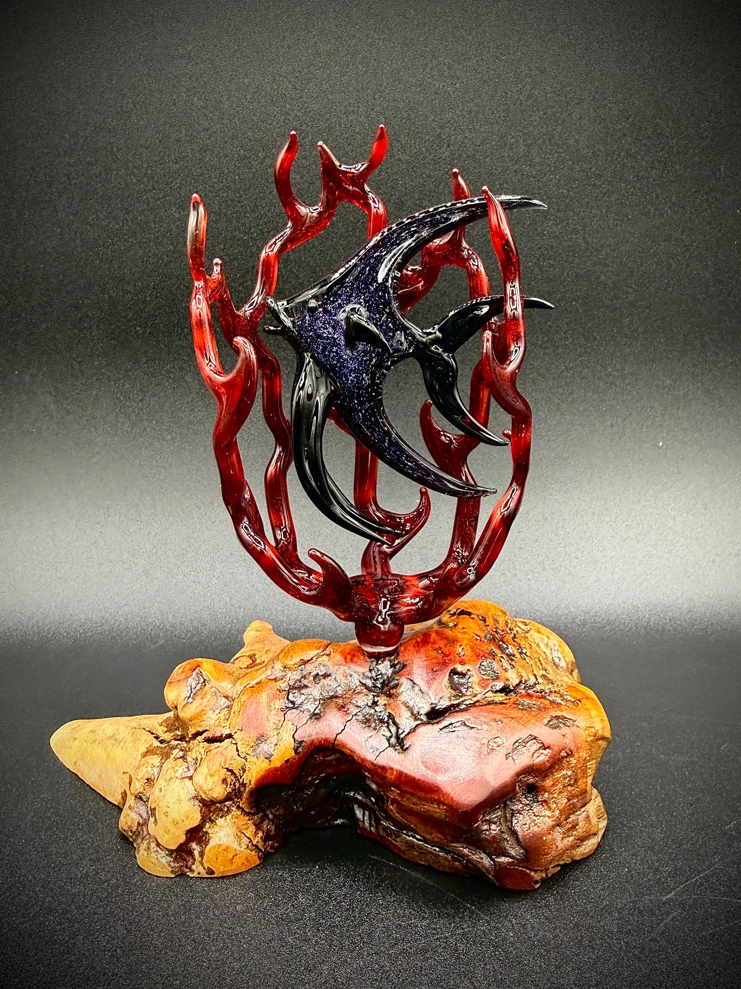 Dichroic Angelfish in Fire Coral