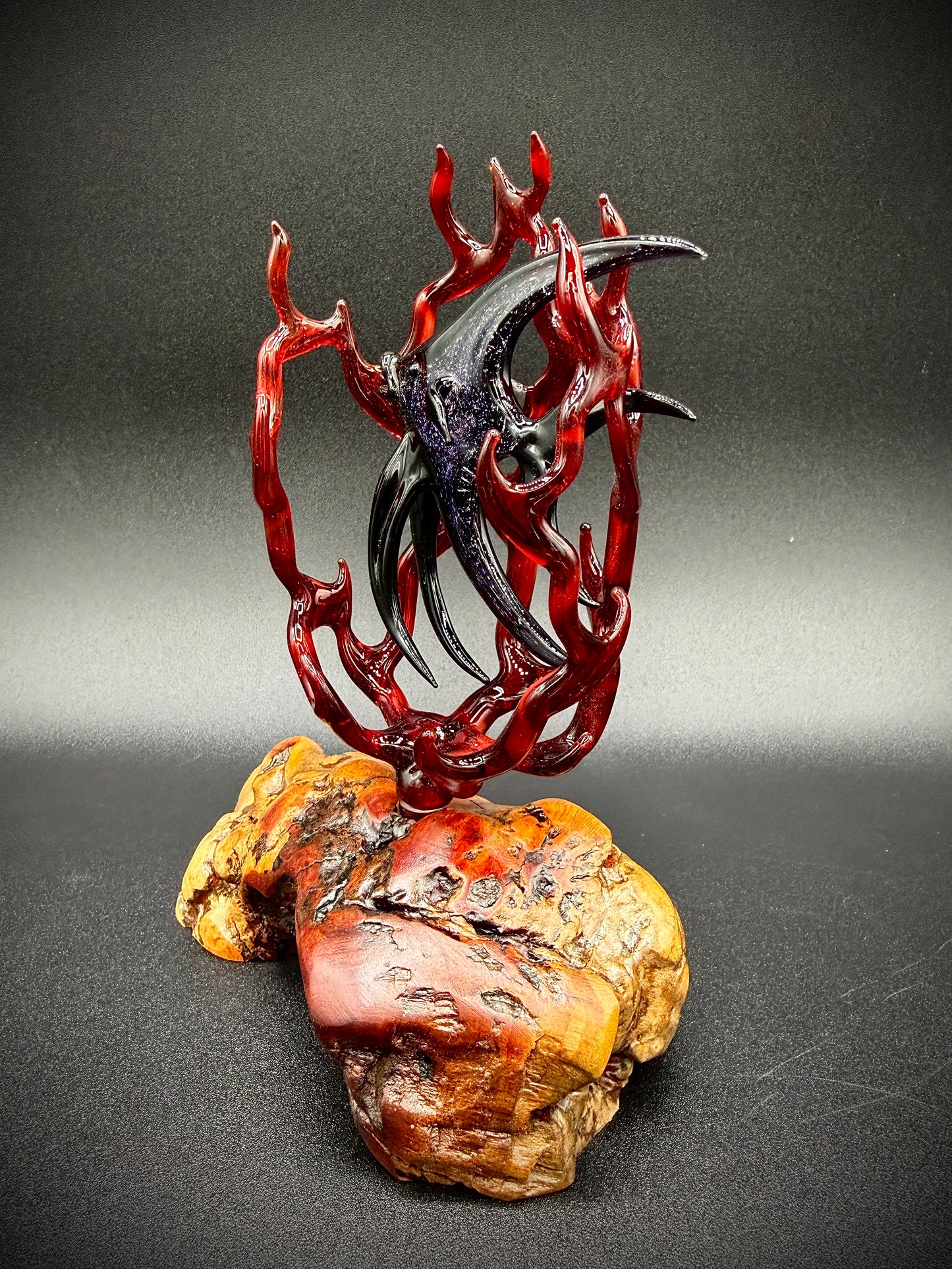 Dichroic Angelfish in Fire Coral