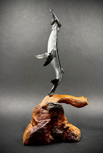 “First Breath” Hawaiian Humpback whales