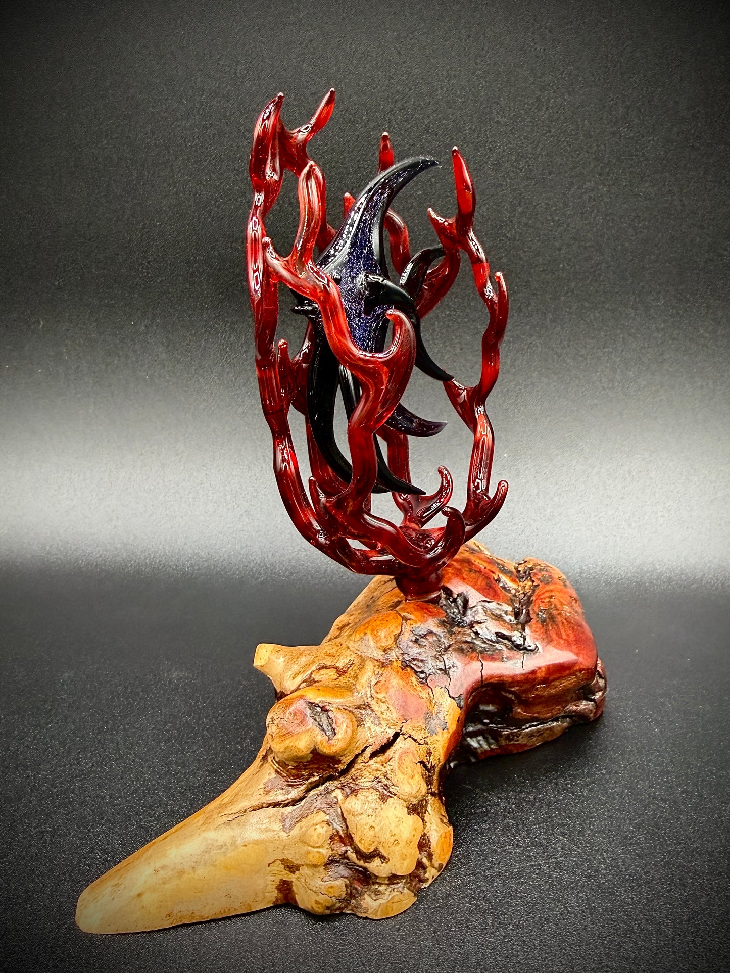 Dichroic Angelfish in Fire Coral