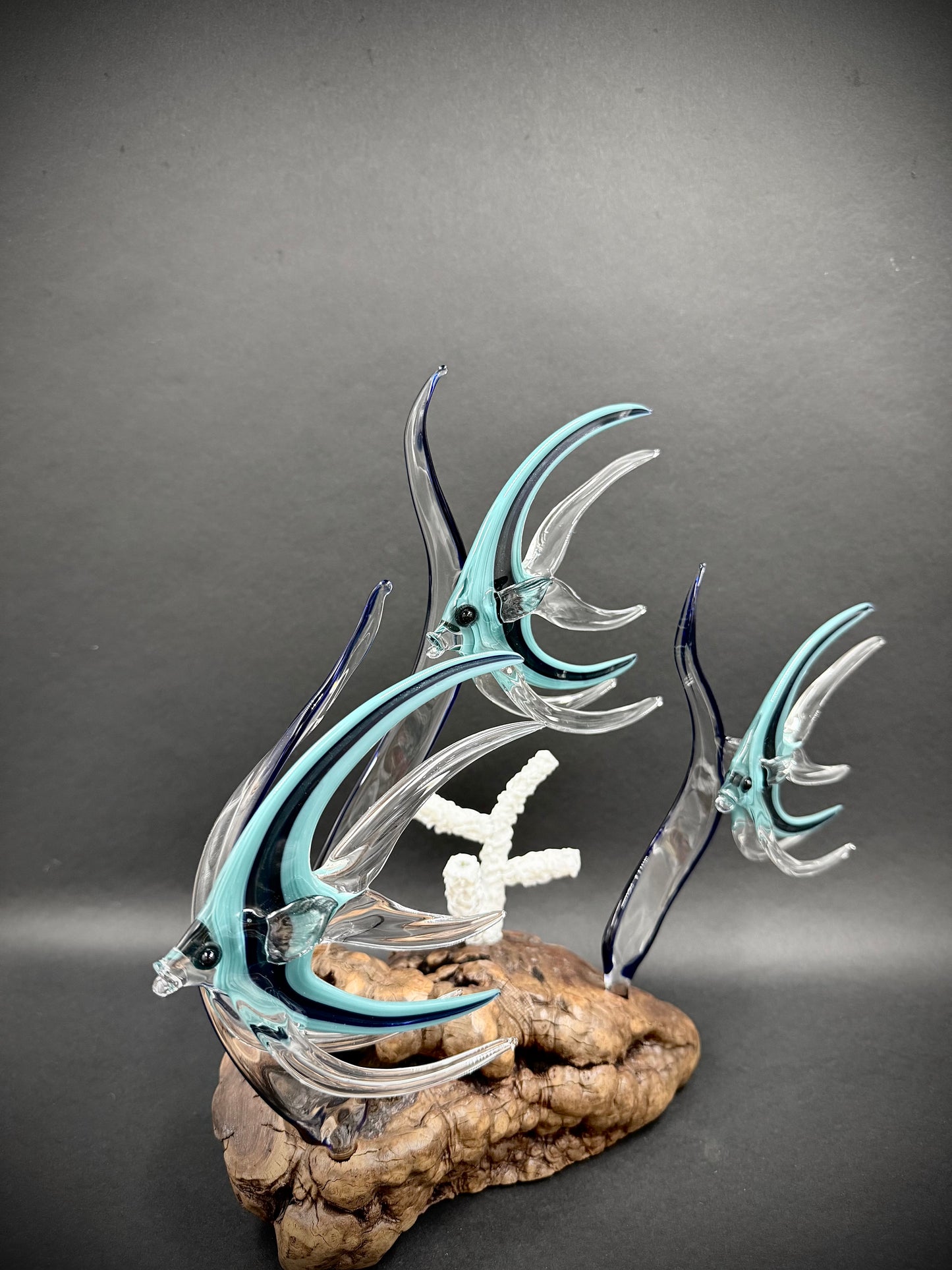 Triple Aqua Angelfish
