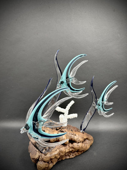 Triple Aqua Angelfish