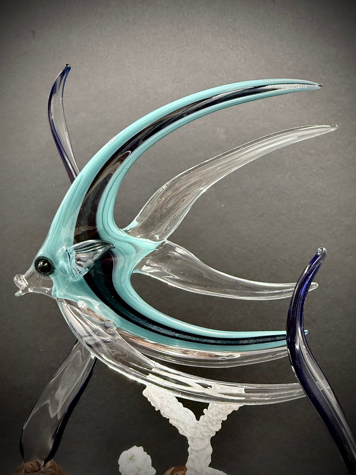 Triple Aqua Angelfish
