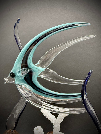 Triple Aqua Angelfish