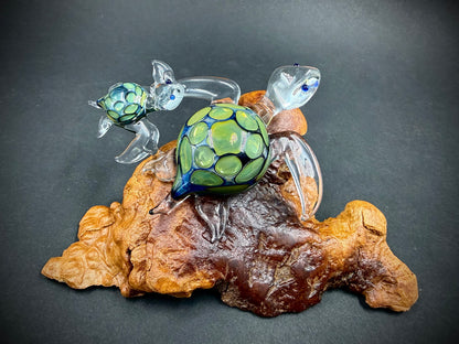 Mother and Child Hawaiian Sea Turtles