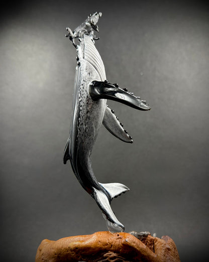 “First Breath” Hawaiian Humpback whales