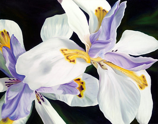 White Iris, limited edition giclee 22"x28"