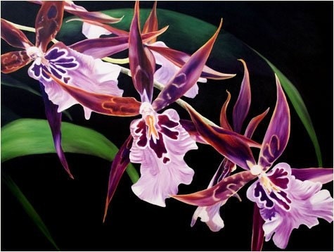 Spider Orchids Limited Edition Giclee