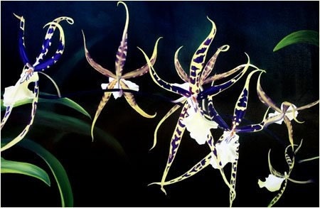 Spider Orchid Dance Limited Edition Giclee