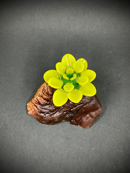 Bright Green Glass Succulent on Manzanita Burl