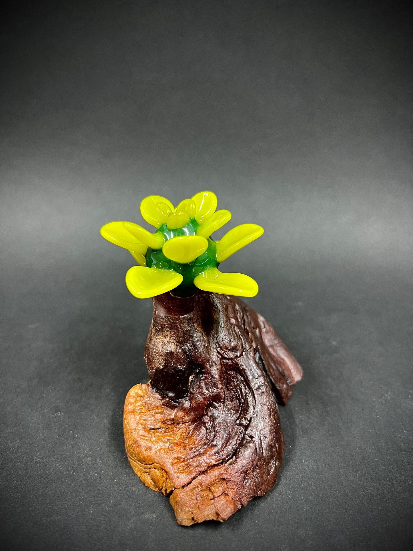 Bright Green Glass Succulent on Manzanita Burl